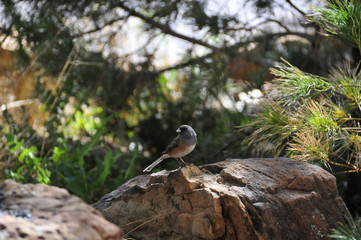 Southwest USA Beautiful Dark-eyed Junco  is a medium-sized sparrow with a rounded head a short, stout bill and a fairly long, conspicuous tail.