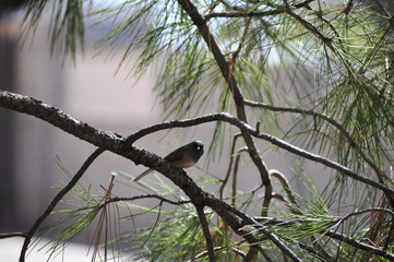 Southwest USA Beautiful Dark-eyed Junco  is a medium-sized sparrow with a rounded head a short, stout bill and a fairly long, conspicuous tail.