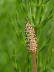 杉菜背景の土筆