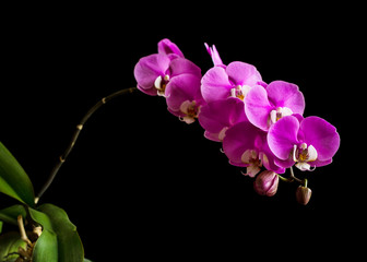 Fototapeta na wymiar Branch of purple phalaenopsis orchid
