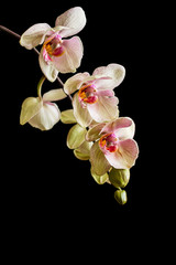 Fototapeta na wymiar Close up of yellow phalaenopsis orchid flowers with pink lip