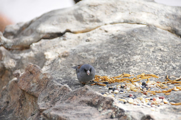Southwest USA Beautiful Dark-eyed Junco  is a medium-sized sparrow with a rounded head a short, stout bill and a fairly long, conspicuous tail.