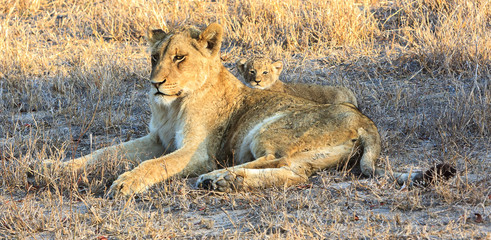 Obraz na płótnie Canvas Watching and Protecting...the lioness and cub watch carefully for danger. These beautiful lions were photographed in Kruger National Park in South Africa
