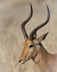 Naklejka na ściany i meble Proud...This beautiful Impala was photographed in Kruger National Park in South Africa