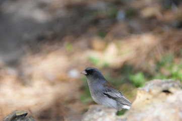 Southwest USA Beautiful Dark-eyed Junco  is a medium-sized sparrow with a rounded head a short, stout bill and a fairly long, conspicuous tail.