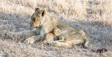 Lioness and Cub...This old lioness is watching the cub of a younger lioness. The younger mom is out hunting.  These beautiful Lions were photographed in Kruger National Park in South Africa