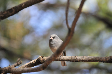 Southwest USA Beautiful Dark-eyed Junco  is a medium-sized sparrow with a rounded head a short, stout bill and a fairly long, conspicuous tail.