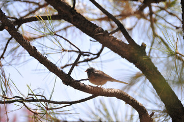 Southwest USA Beautiful Dark-eyed Junco  is a medium-sized sparrow with a rounded head a short, stout bill and a fairly long, conspicuous tail.