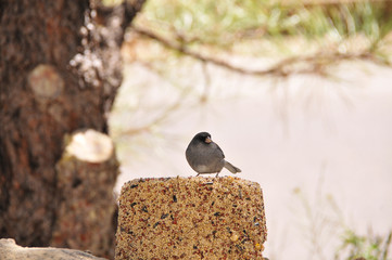 Southwest USA Beautiful Dark-eyed Junco  is a medium-sized sparrow with a rounded head a short, stout bill and a fairly long, conspicuous tail.