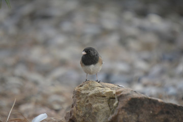 Southwest USA Beautiful Dark-eyed Junco  is a medium-sized sparrow with a rounded head a short, stout bill and a fairly long, conspicuous tail.