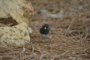 Southwest USA Beautiful Dark-eyed Junco  is a medium-sized sparrow with a rounded head a short, stout bill and a fairly long, conspicuous tail.
