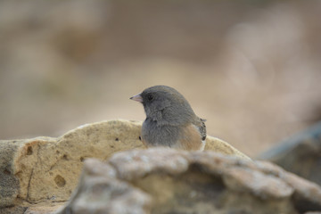 Southwest USA Beautiful Dark-eyed Junco  is a medium-sized sparrow with a rounded head a short, stout bill and a fairly long, conspicuous tail.