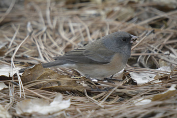 Southwest USA Beautiful Dark-eyed Junco  is a medium-sized sparrow with a rounded head a short, stout bill and a fairly long, conspicuous tail.