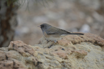 Southwest USA Beautiful Dark-eyed Junco  is a medium-sized sparrow with a rounded head a short, stout bill and a fairly long, conspicuous tail.