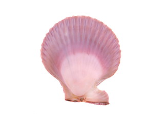 seashell on a white background