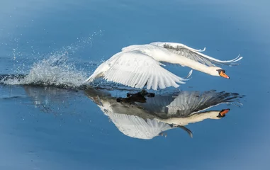 Printed kitchen splashbacks Swan Mute swan