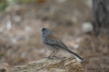 Southwest USA Beautiful Dark-eyed Junco  is a medium-sized sparrow with a rounded head a short, stout bill and a fairly long, conspicuous tail.