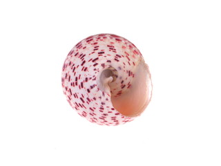 seashell on a white background