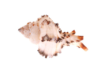 seashell on a white background