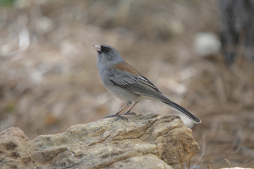Southwest USA Beautiful Dark-eyed Junco  is a medium-sized sparrow with a rounded head a short, stout bill and a fairly long, conspicuous tail.