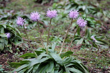 ショウジョウバカマ