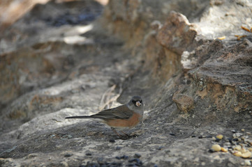 Southwest USA Beautiful Dark-eyed Junco  is a medium-sized sparrow with a rounded head a short, stout bill and a fairly long, conspicuous tail.