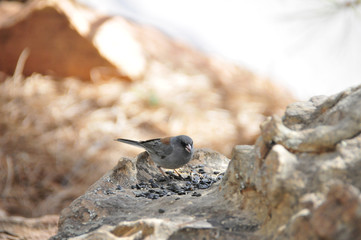 Southwest USA Beautiful Dark-eyed Junco  is a medium-sized sparrow with a rounded head a short, stout bill and a fairly long, conspicuous tail.