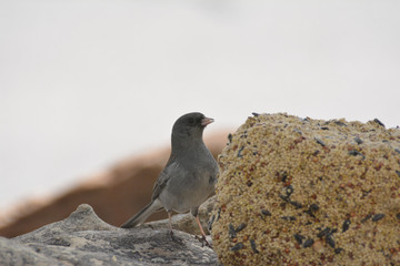 Southwest USA Beautiful Dark-eyed Junco  is a medium-sized sparrow with a rounded head a short, stout bill and a fairly long, conspicuous tail.