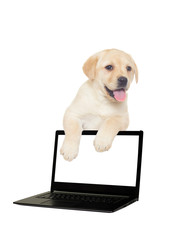 labrador puppy and a computer on a white background isolated
