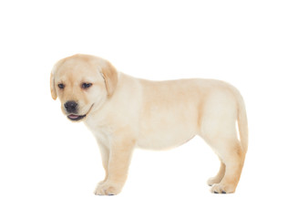 Labrador puppy standing on a white background isolated