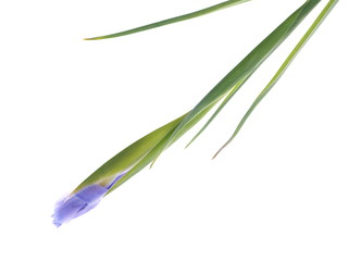 Obraz na płótnie Canvas irises on a white background