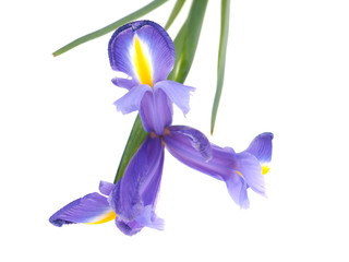 irises on a white background