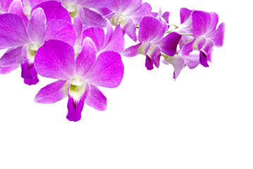 Fototapeta na wymiar beautiful purple Thai orchid flower on isolated white background 