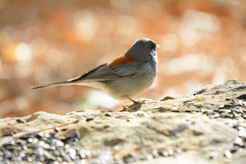 Colorful wild bird from New Mexico on a big rock bolder in the forest