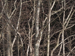 alder trunks in a forest