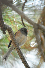 New Mexico Colorful wild bird on a pine tree branch in the woodland near the forest