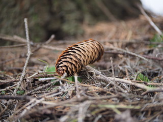fir-cone in the forest