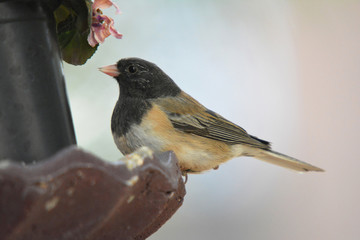 New Mexico Colorful wild bird on a water bird bath drinking in the park
