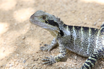 ヒガシウォータードラゴン