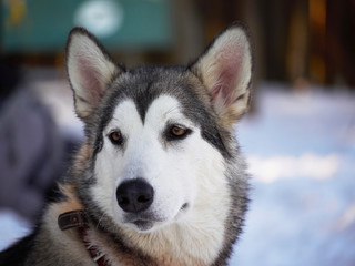 husky in the forest