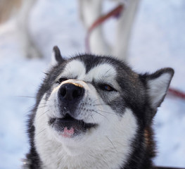 Obraz premium husky in the forest