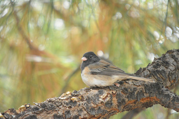 New Mexico Colorful wild bird on a pine tree branch in the woodland near the forest