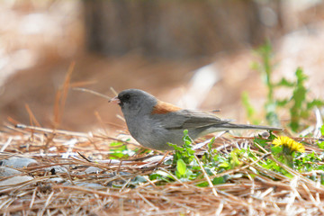 Colorful wild bird from New Mexico on fallen pine tree needles