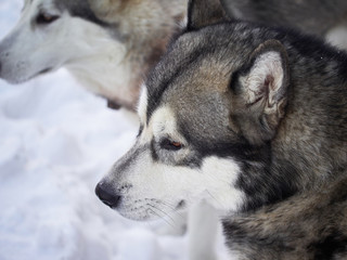 husky in the forest