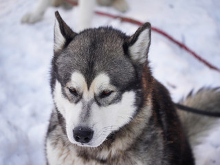 husky in the forest