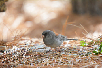 Colorful wild bird from New Mexico on fallen pine tree needles