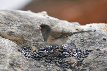 Colorful wild bird from New Mexico on a big rock bolder in the forest