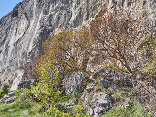Trees in the mountains