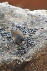 Colorful wild bird from New Mexico on a big rock bolder in the forest
