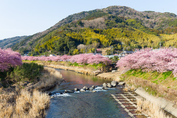 Sakura flower and river